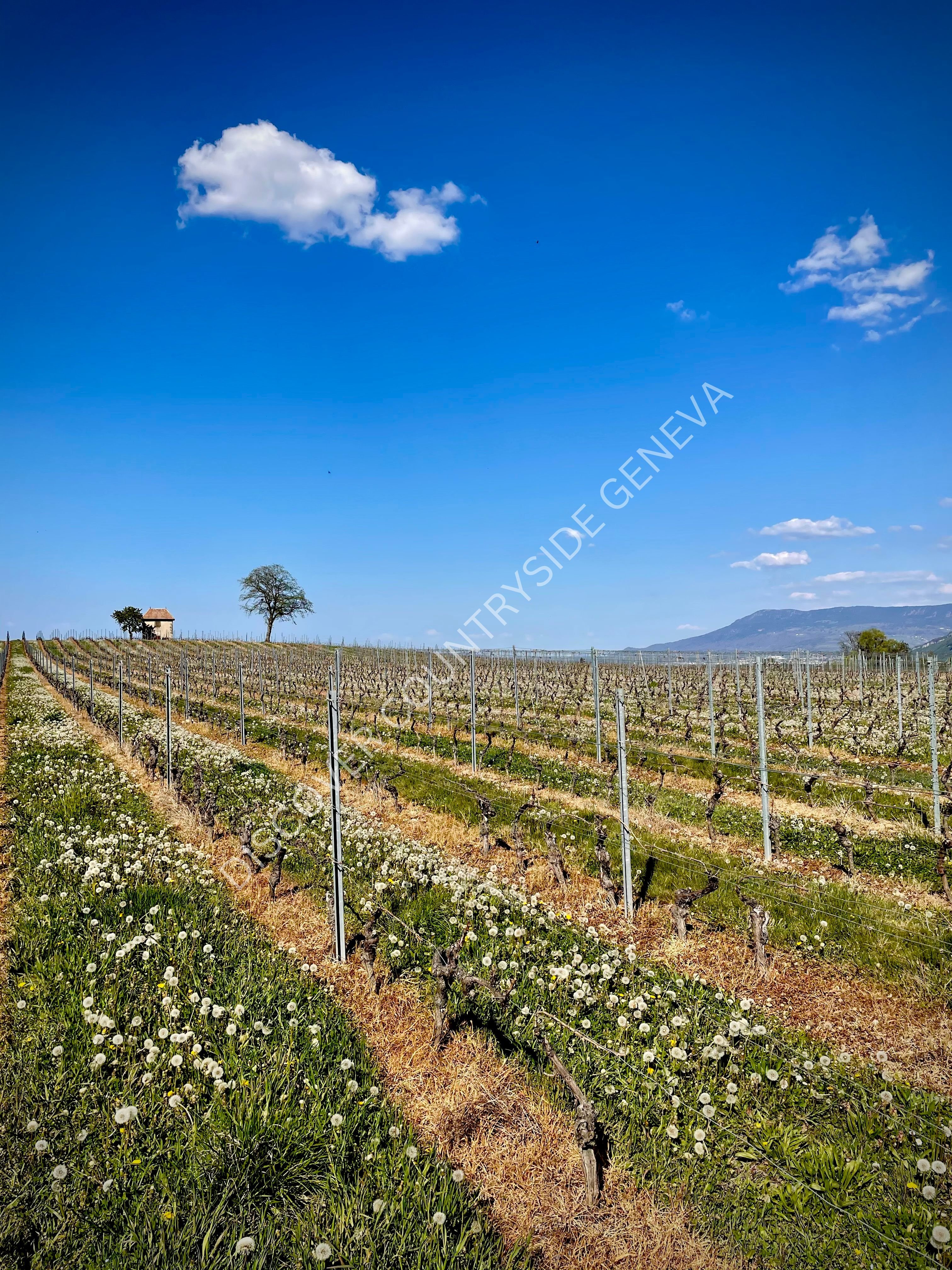 Capite de Vigne de Verbant Bardonnex Vineyards Spring - Payhip