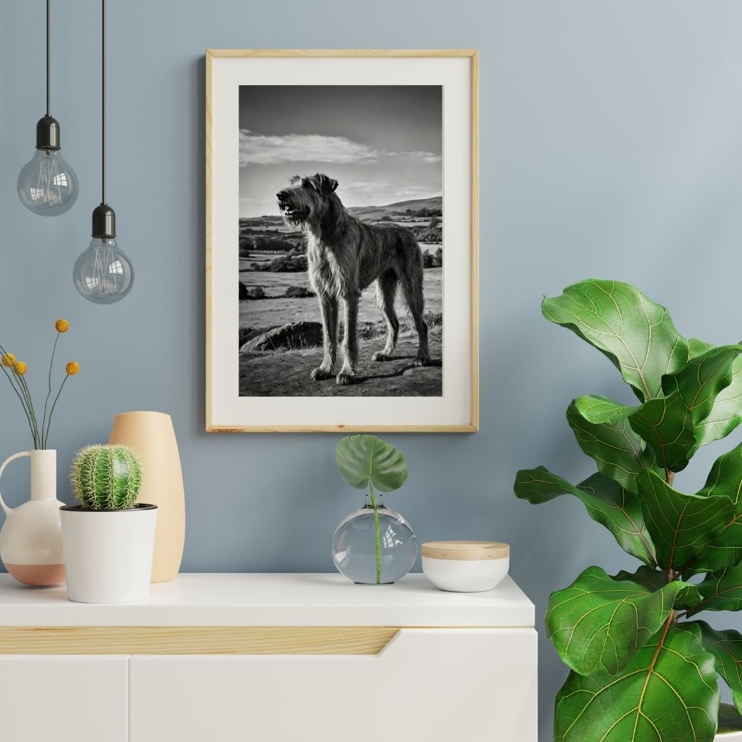 Black and white photograph of a tall, shaggy Irish Wolfhound standing proudly on a hill overlooking a scenic countryside. The dog’s rough coat catches the light, and rolling fields and hills stretch out behind under a partly cloudy sky. Majestic and seren