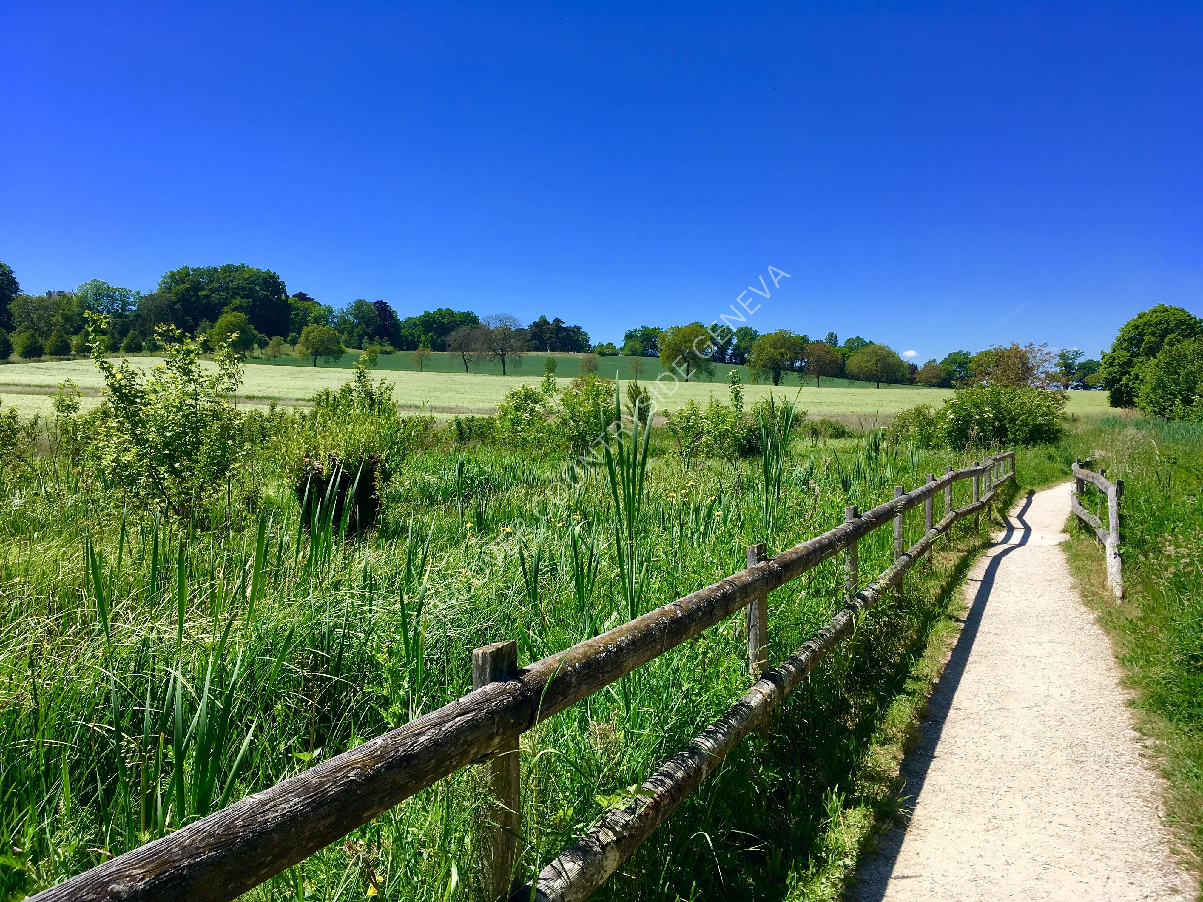 Field Path Rambles Countryside Fields Path Summer Pregny Chambésy Trees Blue Sky - Payhip
