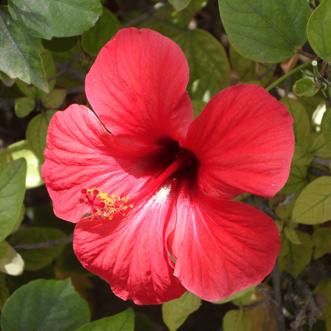 hibiskusblomma