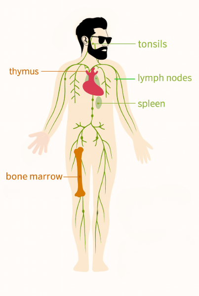 lymphatic system vce biology 1st rank biology summary notes