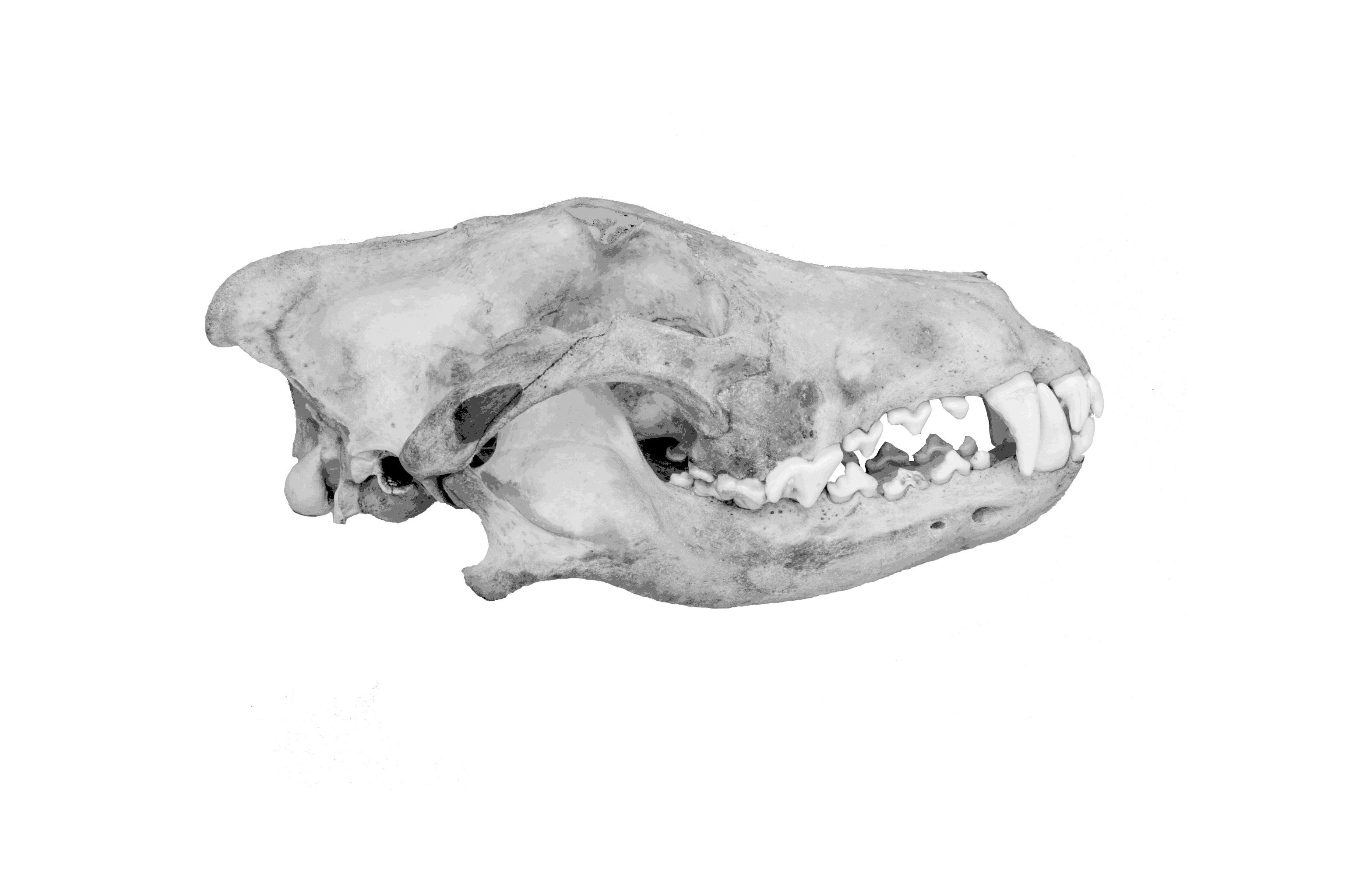 Grey wolf skull, lateral view