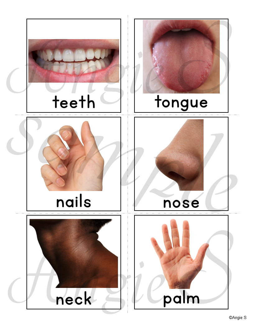 Body Parts Vocabulary Picture CArds for Speech Therapy and ESL
