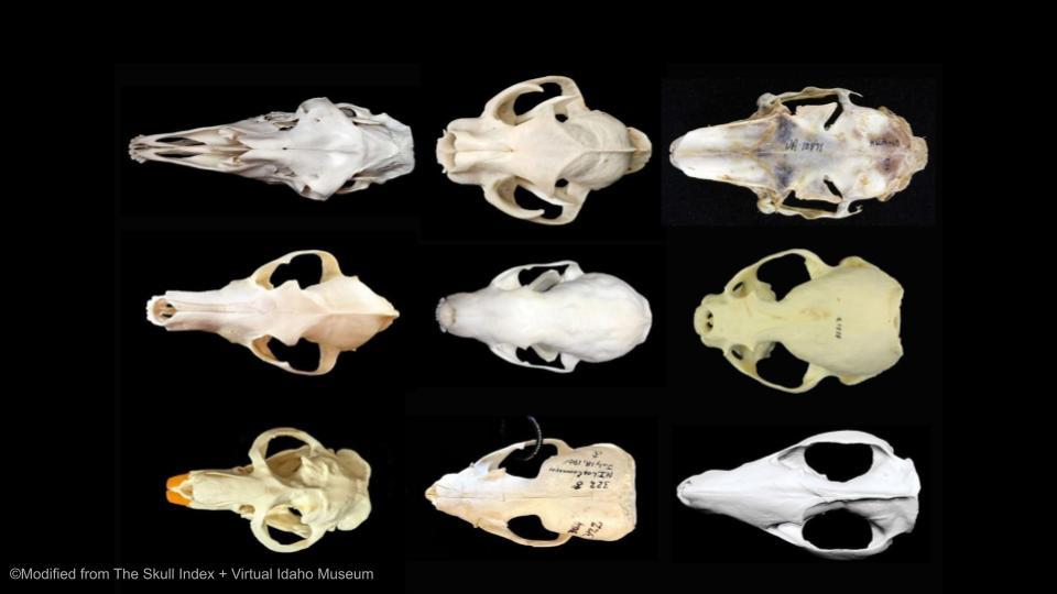 A collection of skulls, dorsal view