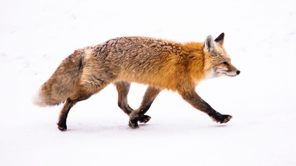 Cascades red fox trotting across snowy ground