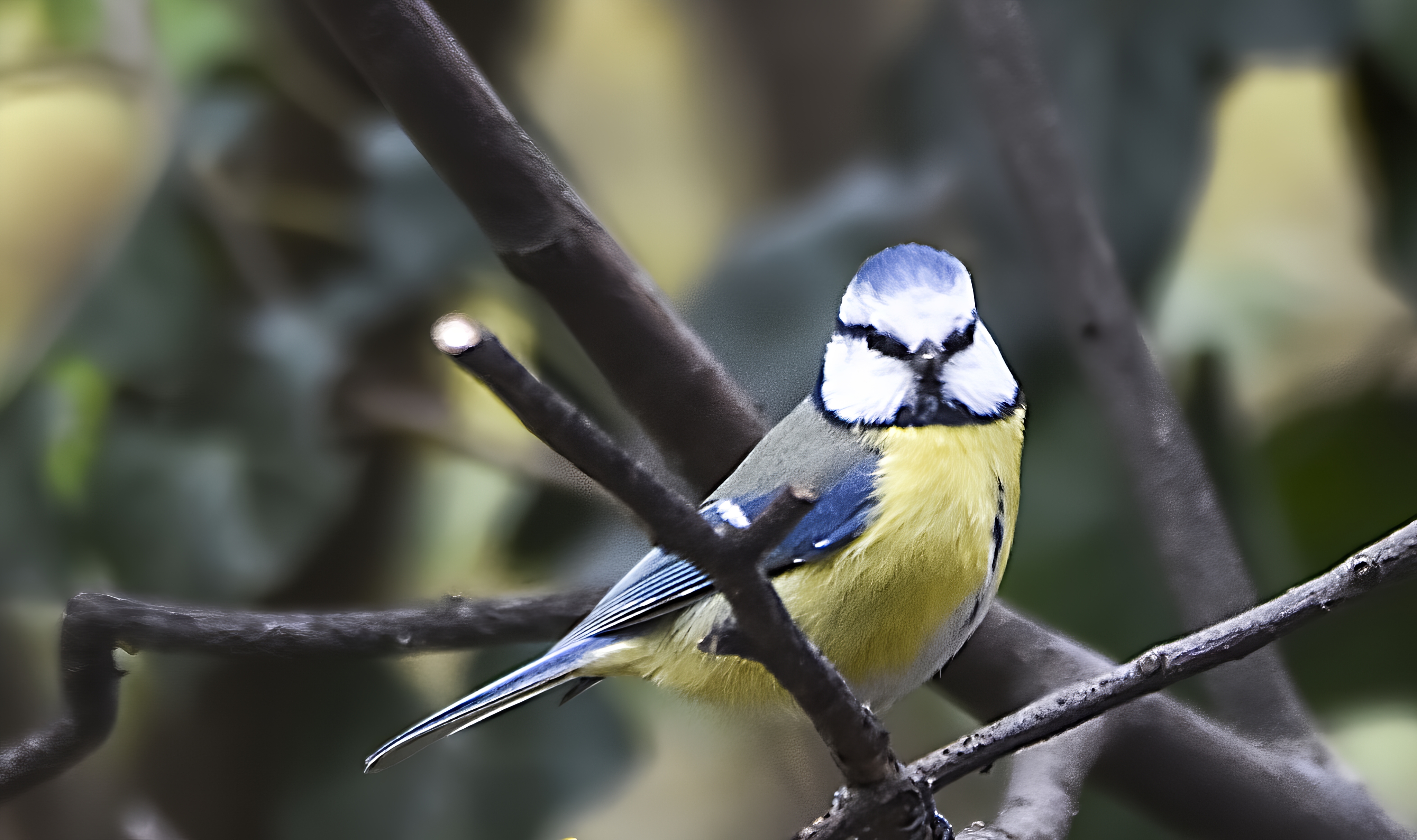 Blue tit sitting on early spring tree branch - Payhip