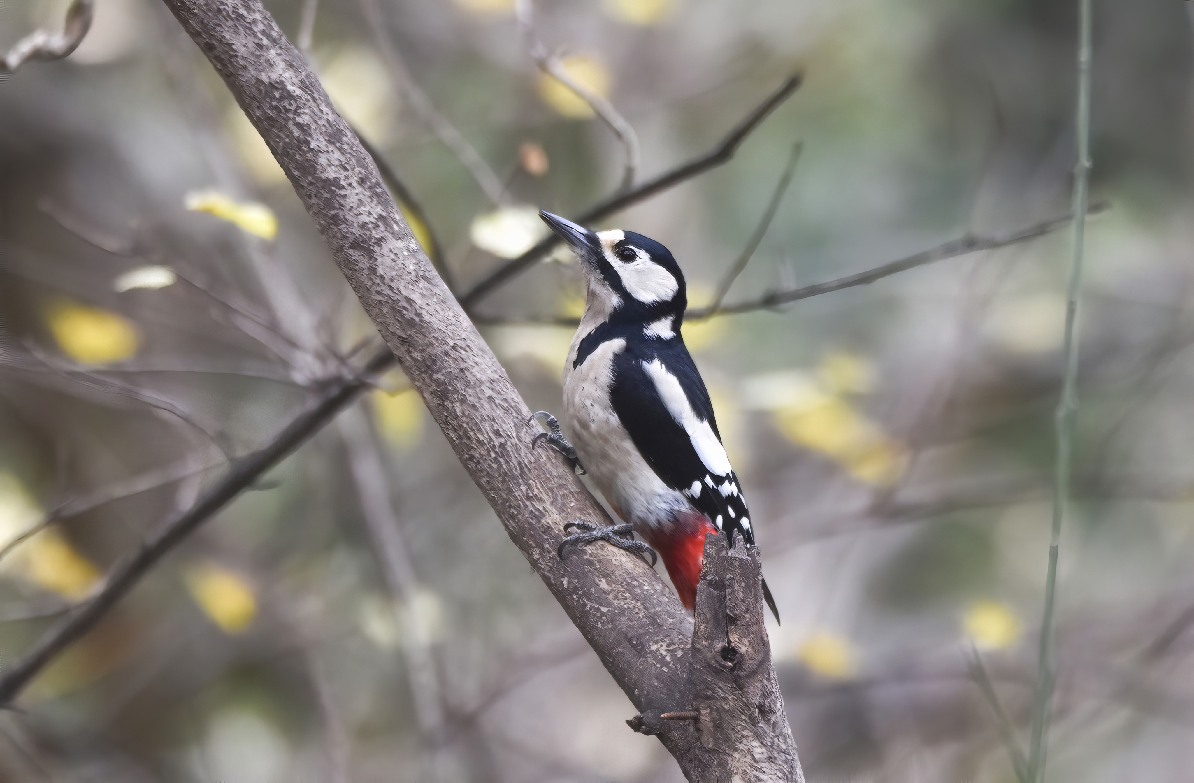 Woodpecker at bird feeder in early spring** - Payhip