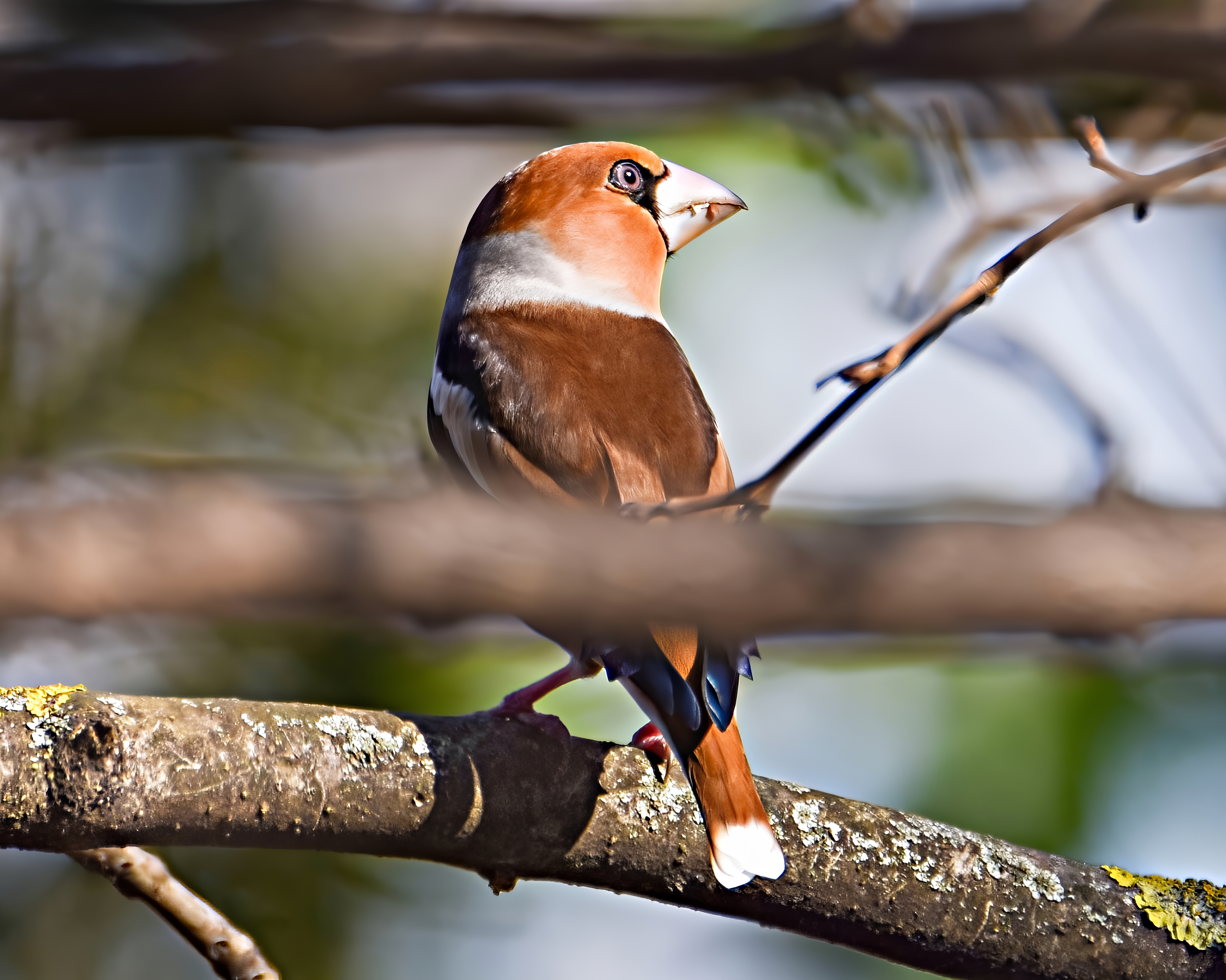 Hawfinch perched on early spring branches - Payhip