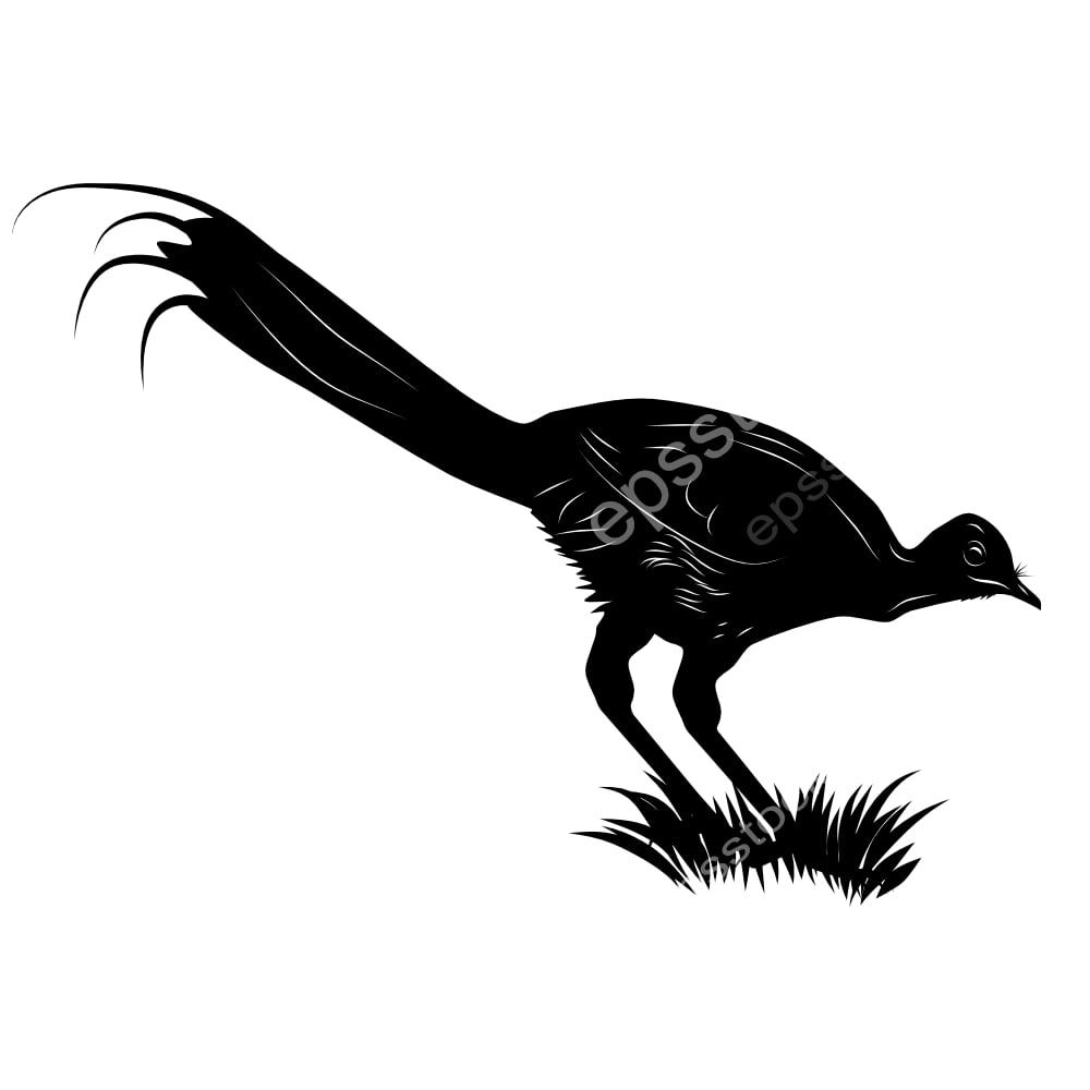 Lyrebird bird Symbol
