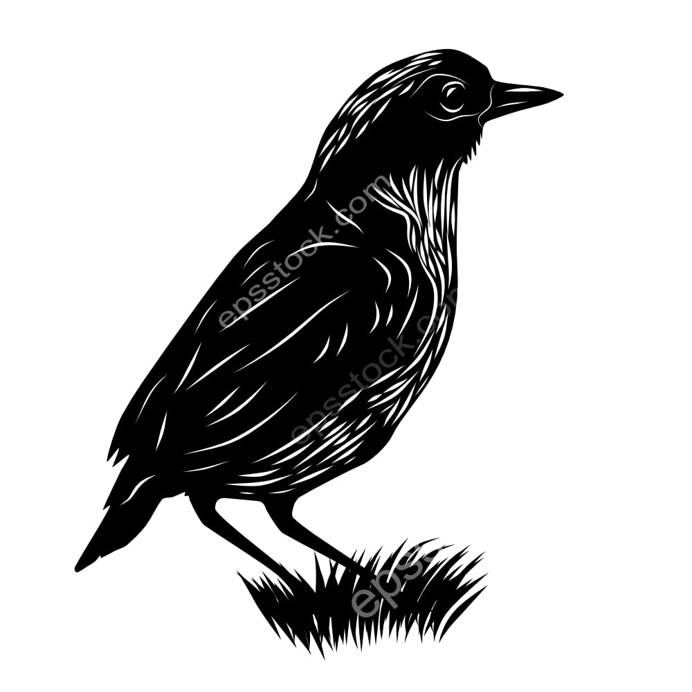 Gurney’s Pitta bird