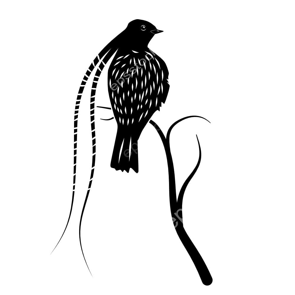 King of Saxony Bird of Paradise