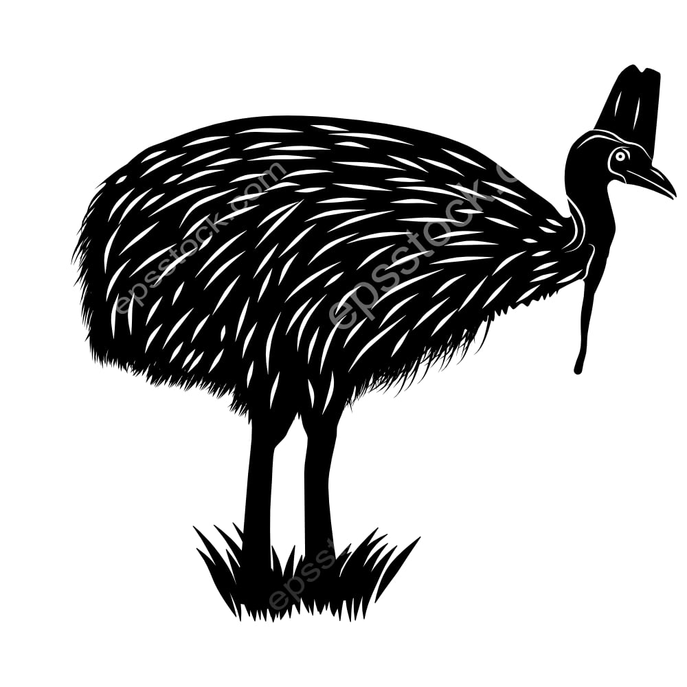 Cassowary bird