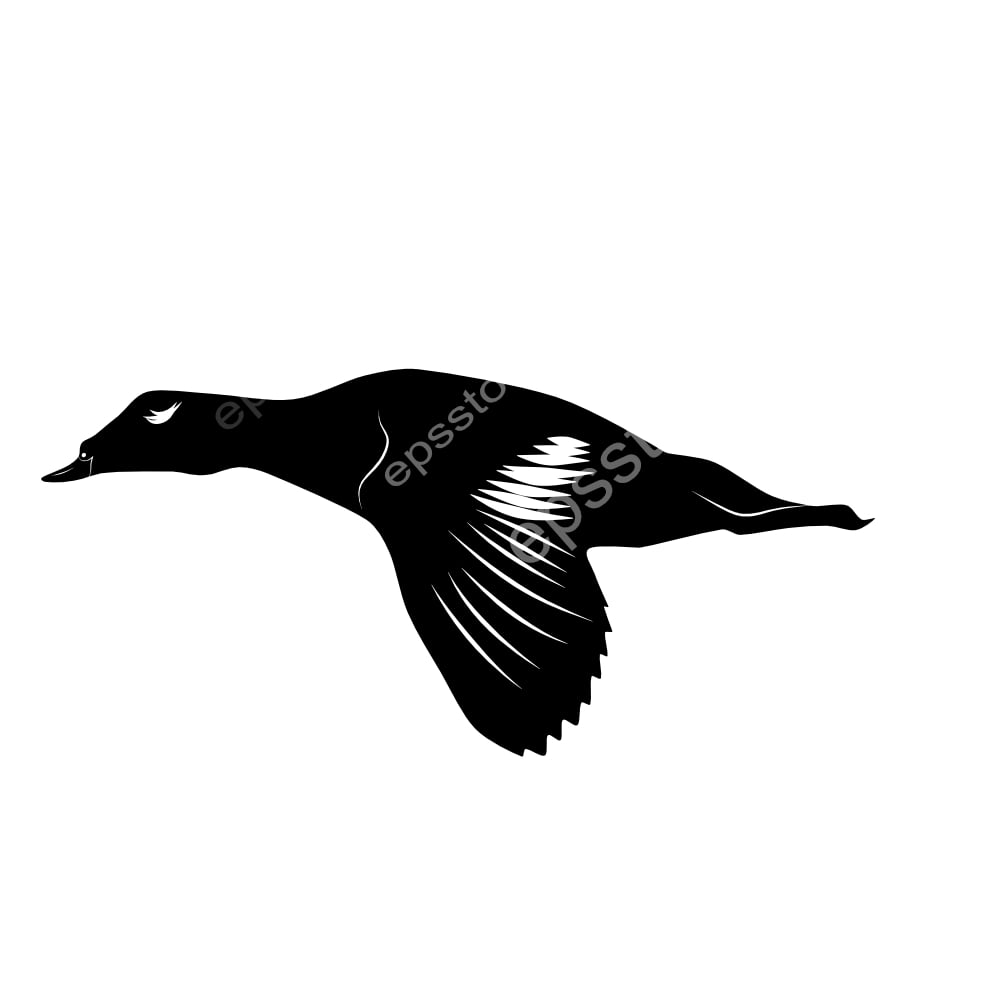 Stejnegers Scoter bird