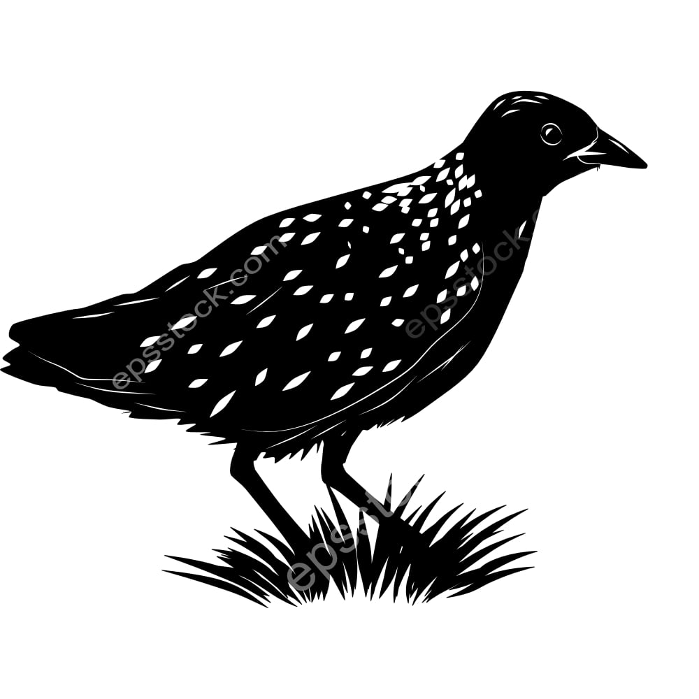 Ocellated Crake bird