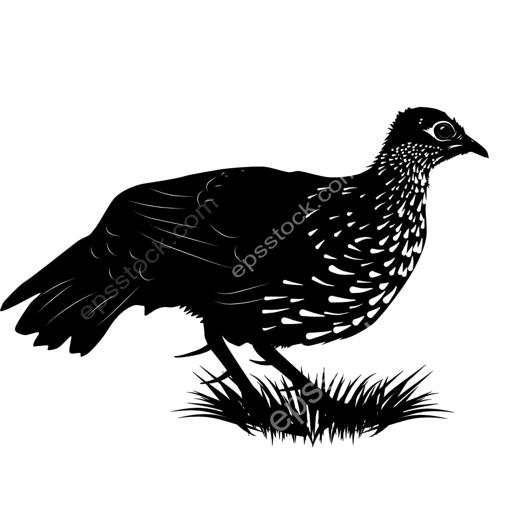 Sri Lanka Spurfowl bird