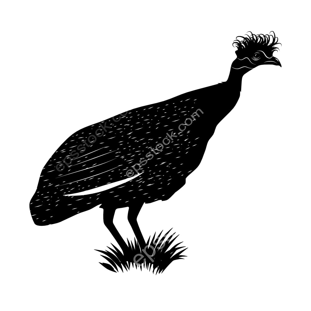 Southern Crested Guineafowl bird