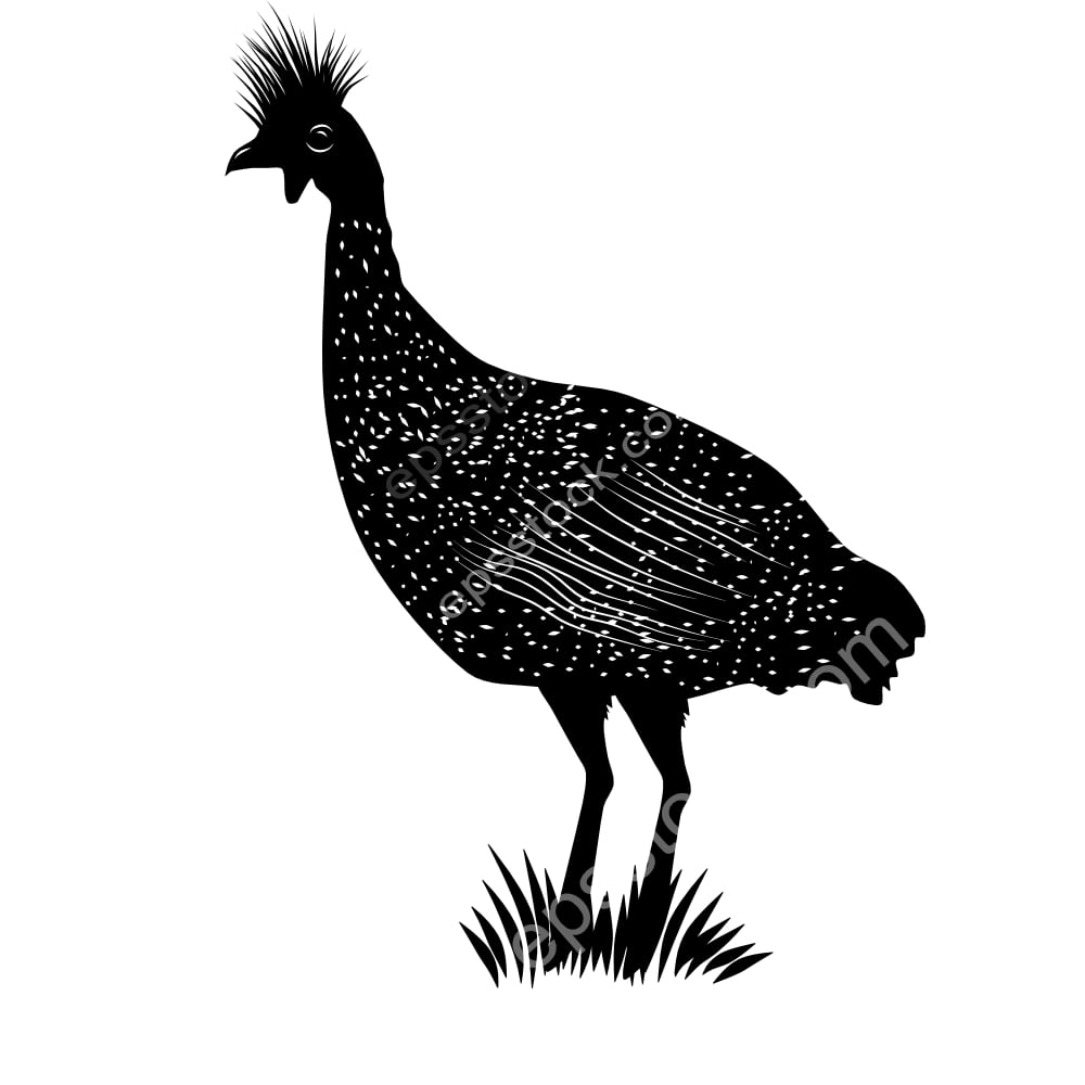 Plumed Guineafowl bird
