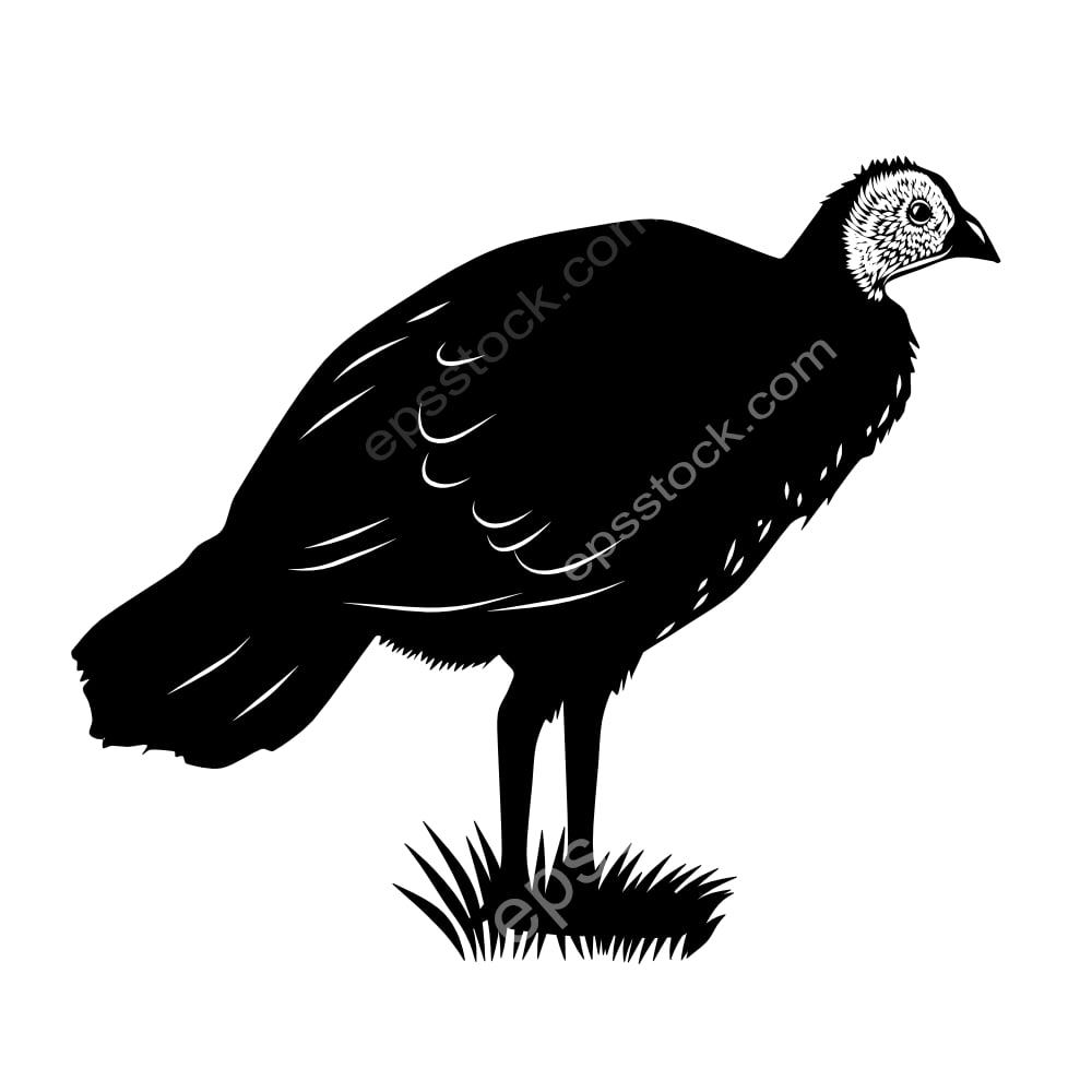 Wattled Brushturkey bird