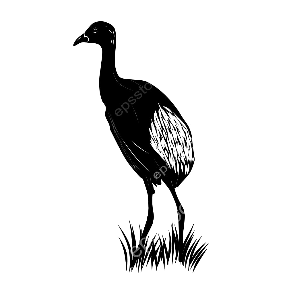 Pale-winged Trumpeter bird