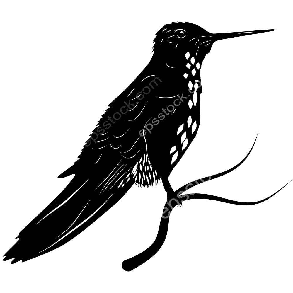 Giant Hummingbird bird