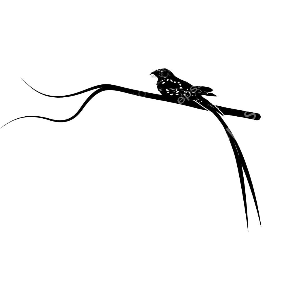 Swallow-tailed Nightjar bird