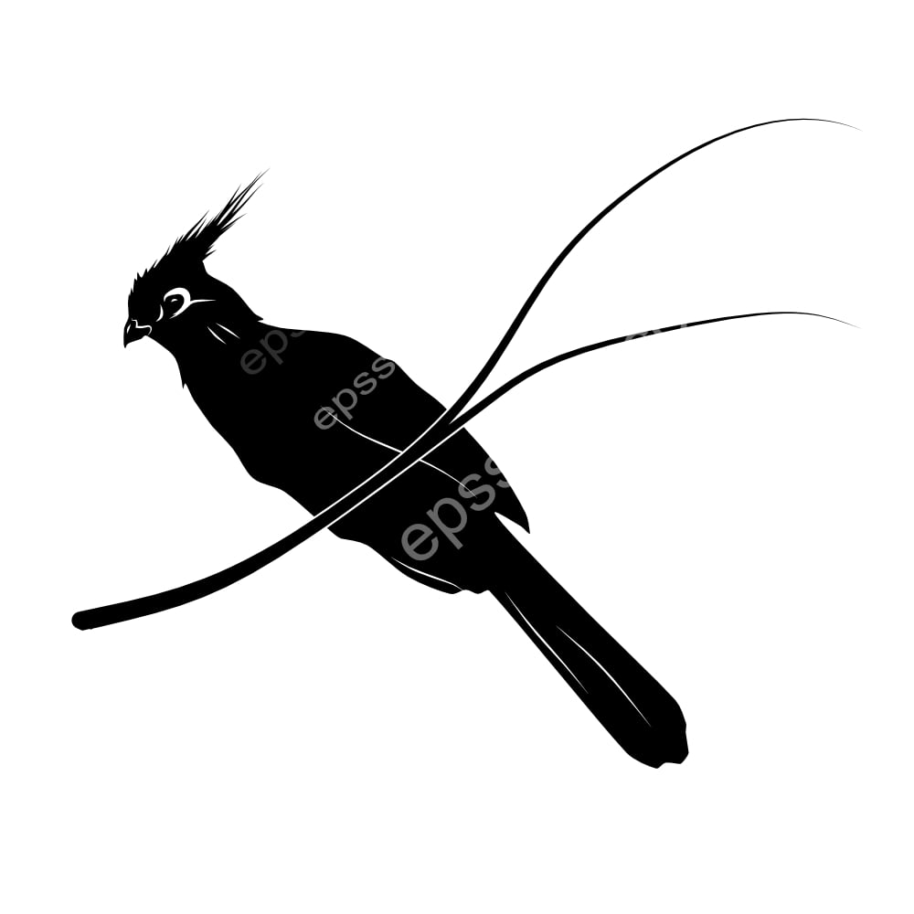 Schalows Turaco bird