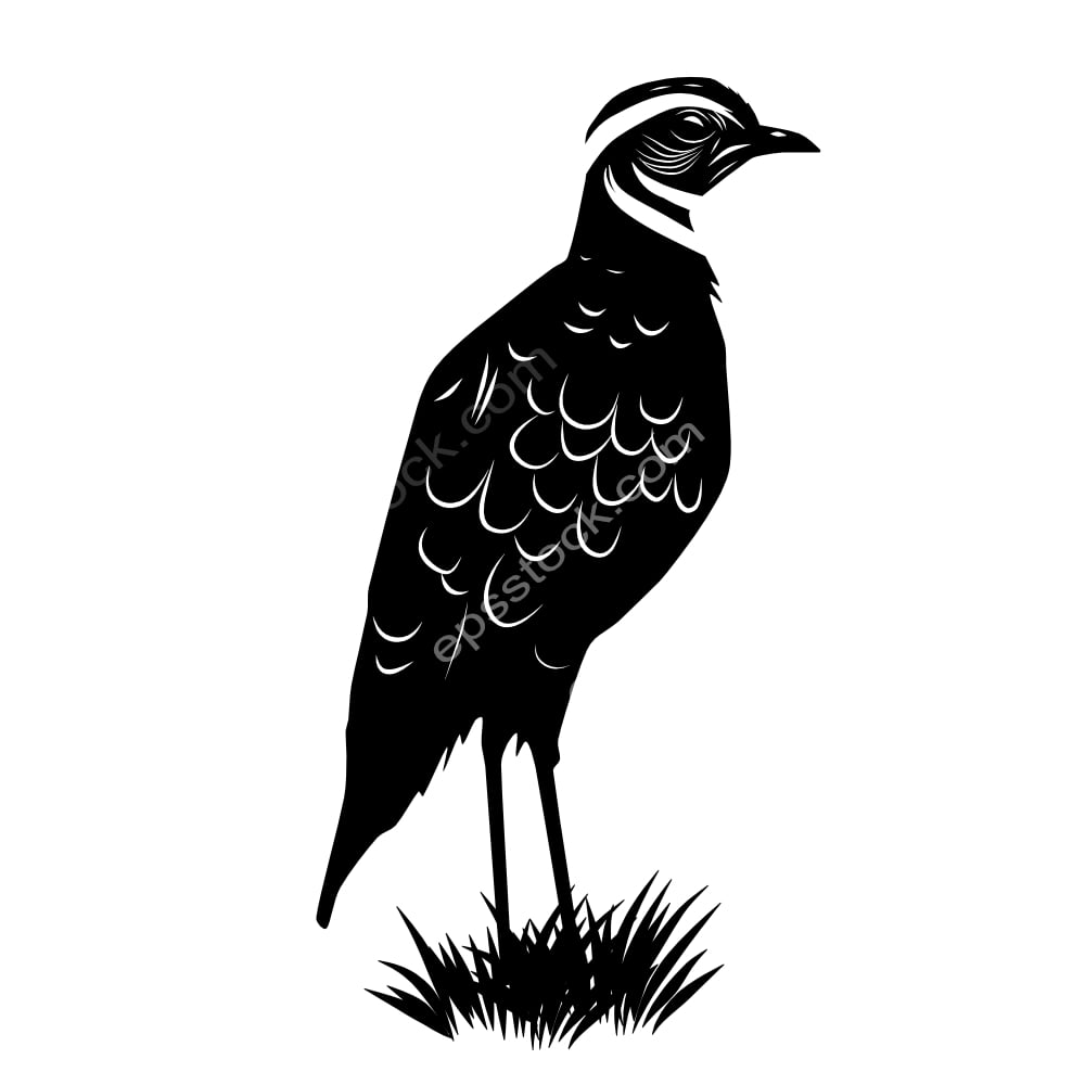 Three-banded Courser bird