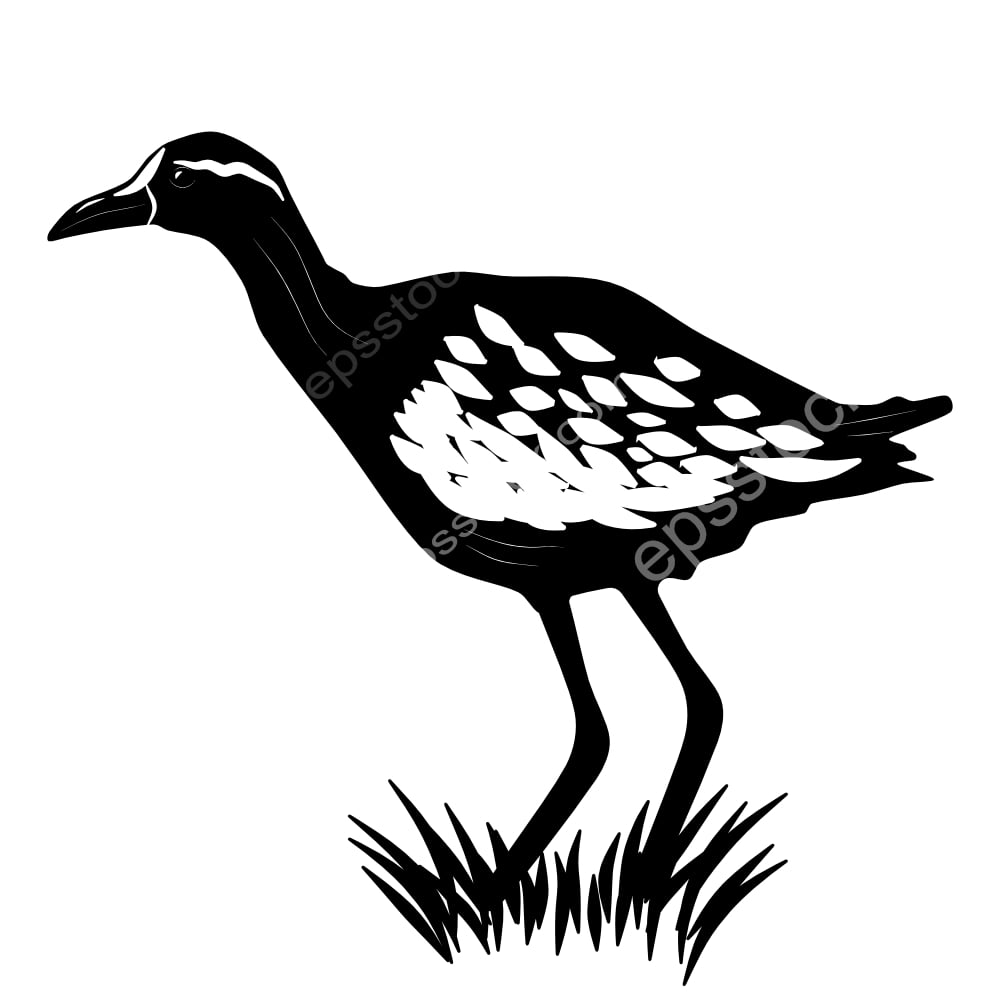 Bronze-winged Jacana bird