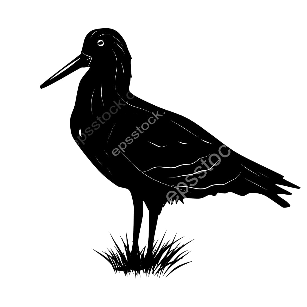 Black Oystercatcher bird