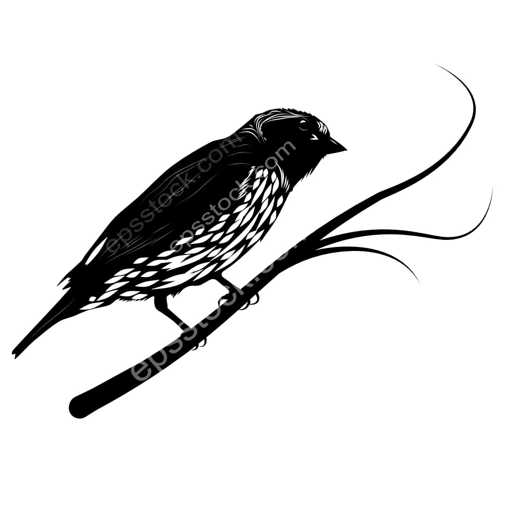 Hispaniolan Euphonia bird