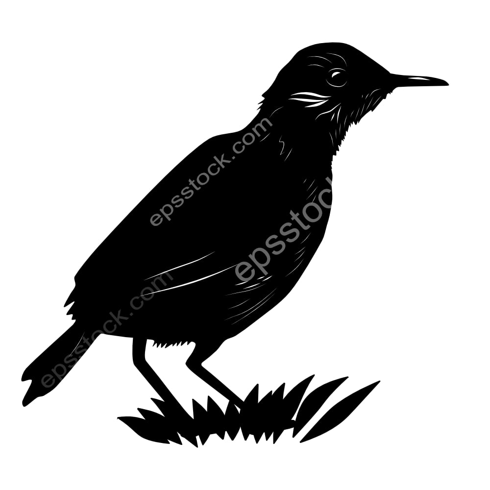 Sao Tome Short-tail bird