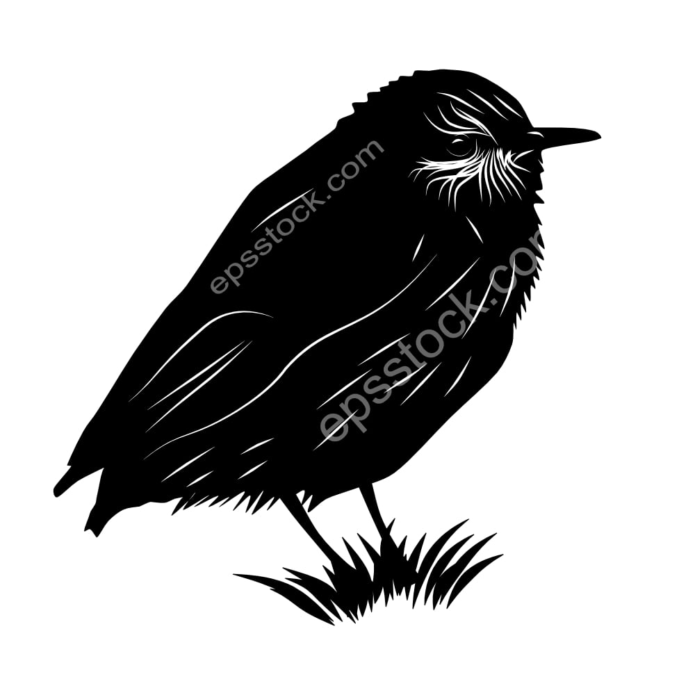 Short-billed Crombec bird