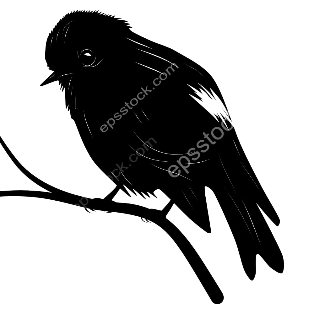 White-winged Robin bird