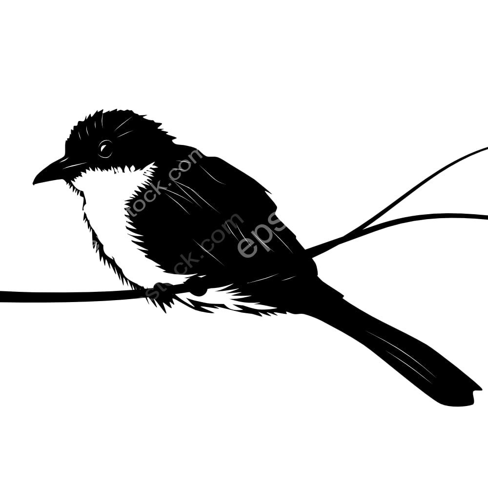 Fan-tailed Berrypecker bird