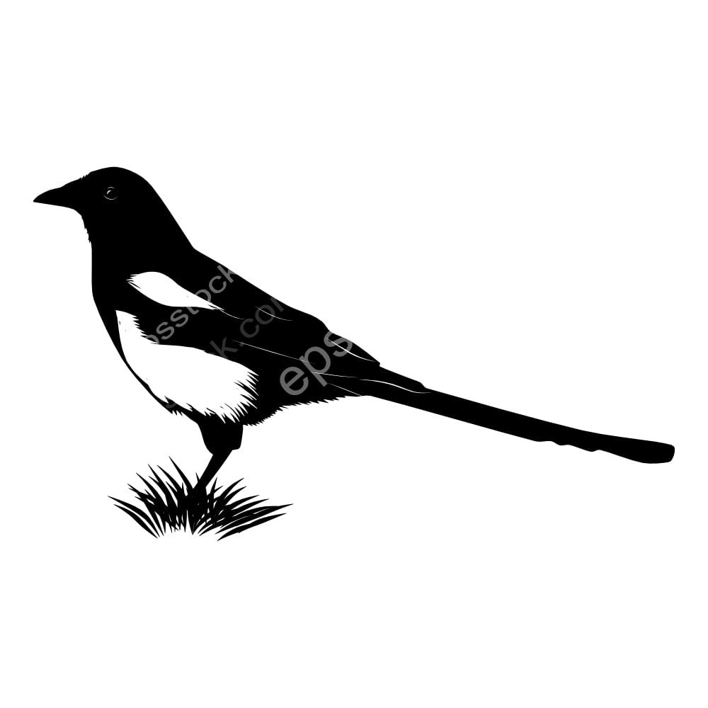 Oriental Magpie bird