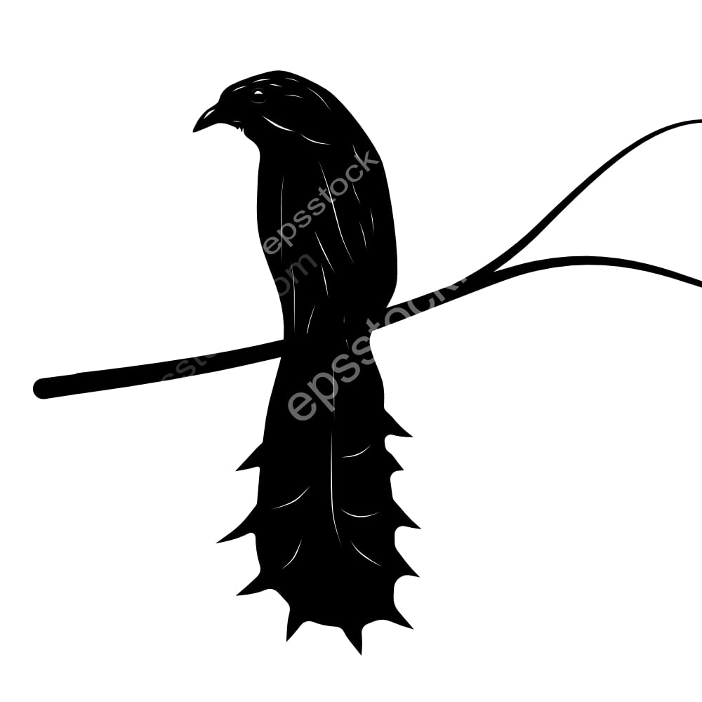 Ratchet-tailed Treepie bird