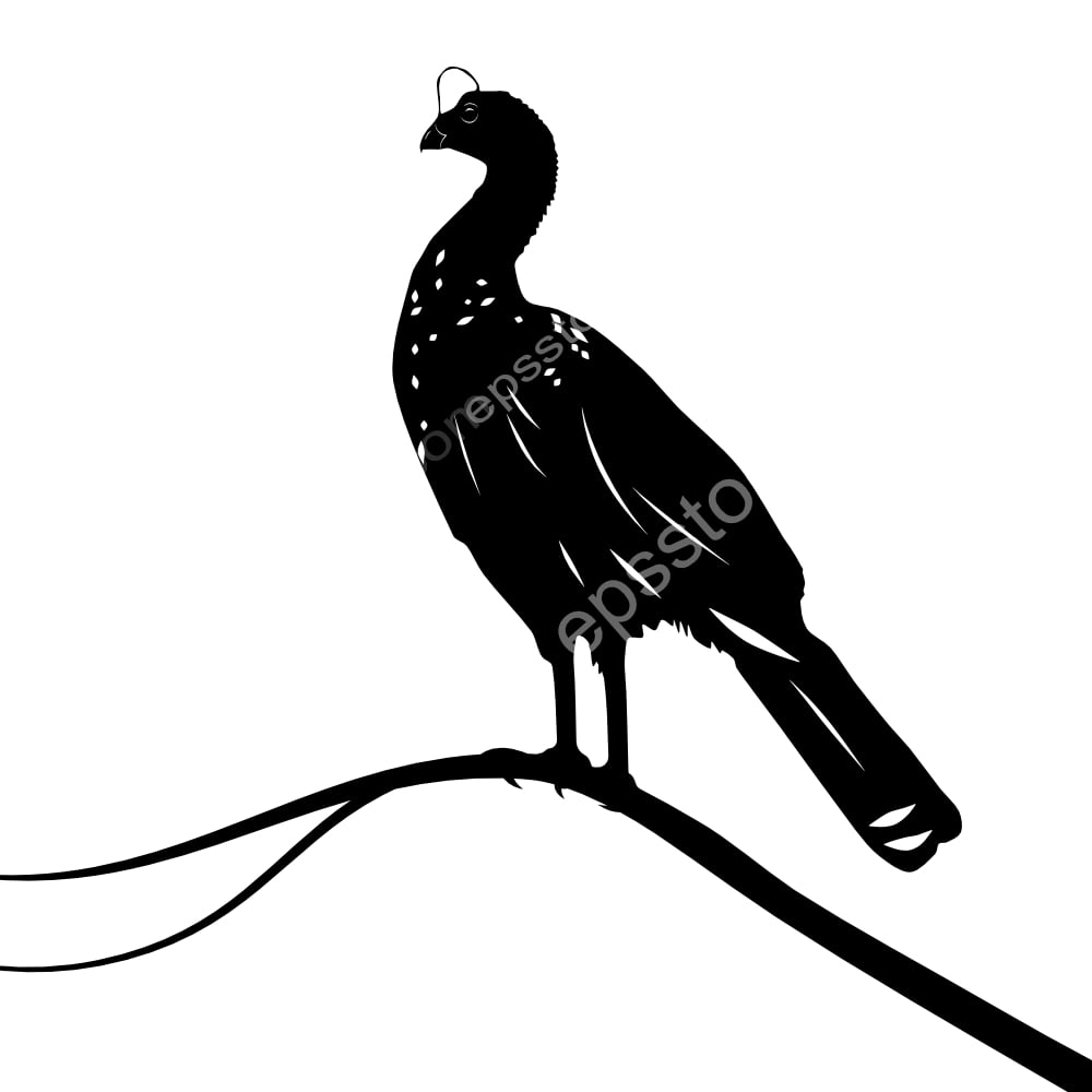 Helmeted Curassow bird