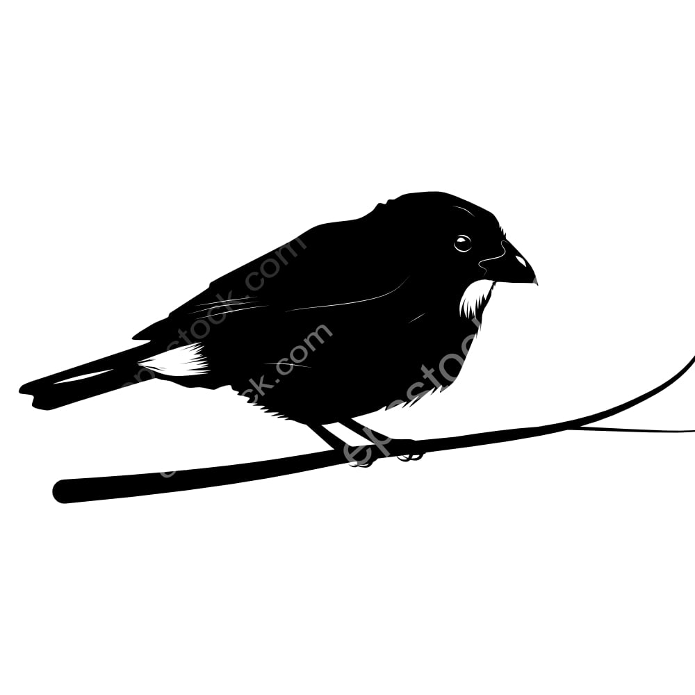 Lesser Antillean Bullfinch bird