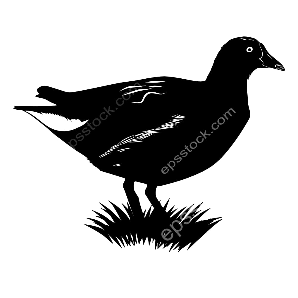 Eurasian Moorhen bird
