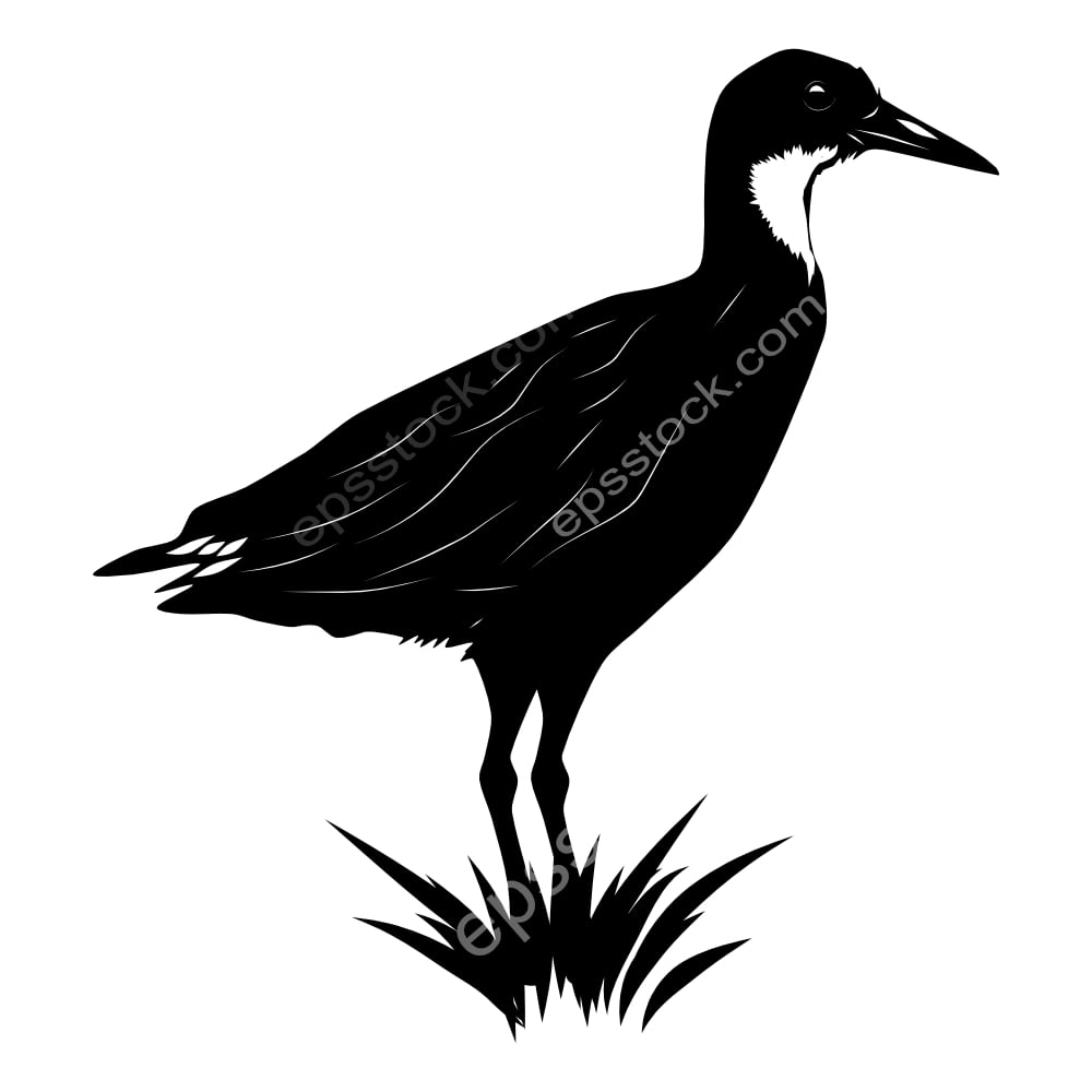 White-throated Rail bird