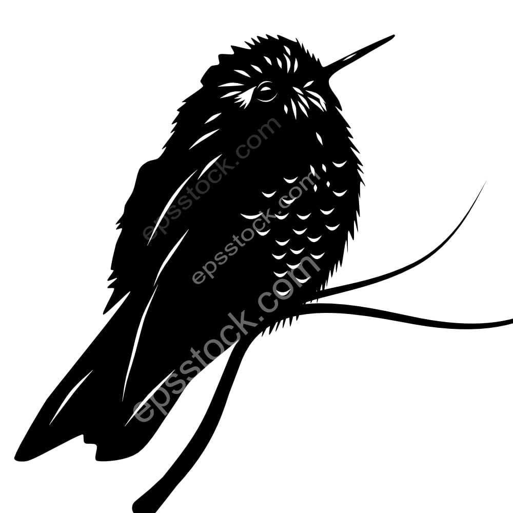 Perija Metaltail bird