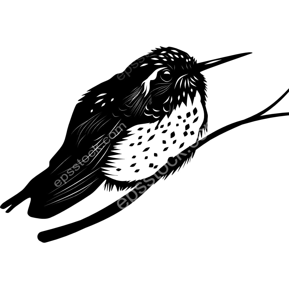 Speckled Hummingbird