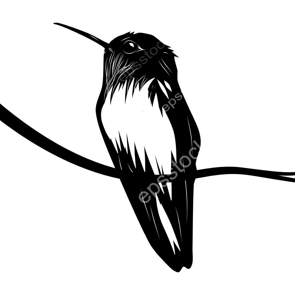 Peruvian Piedtail bird