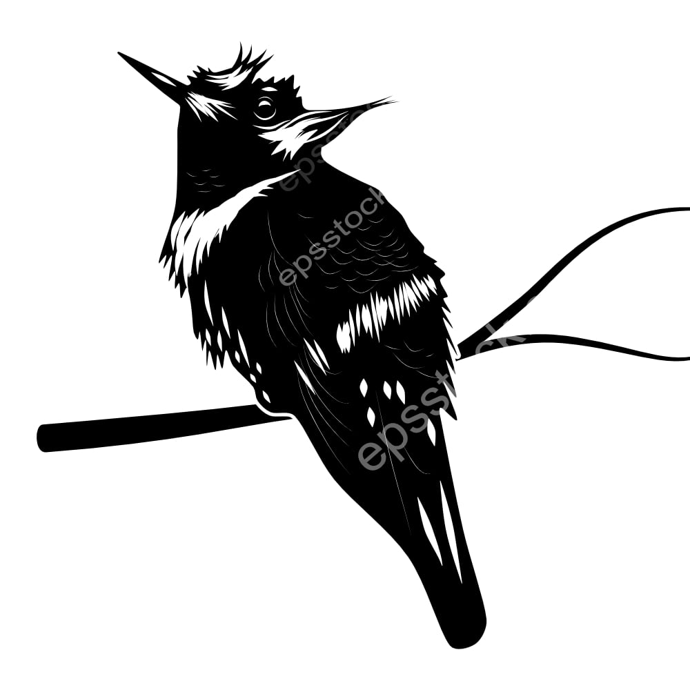 White-crested Coquette bird