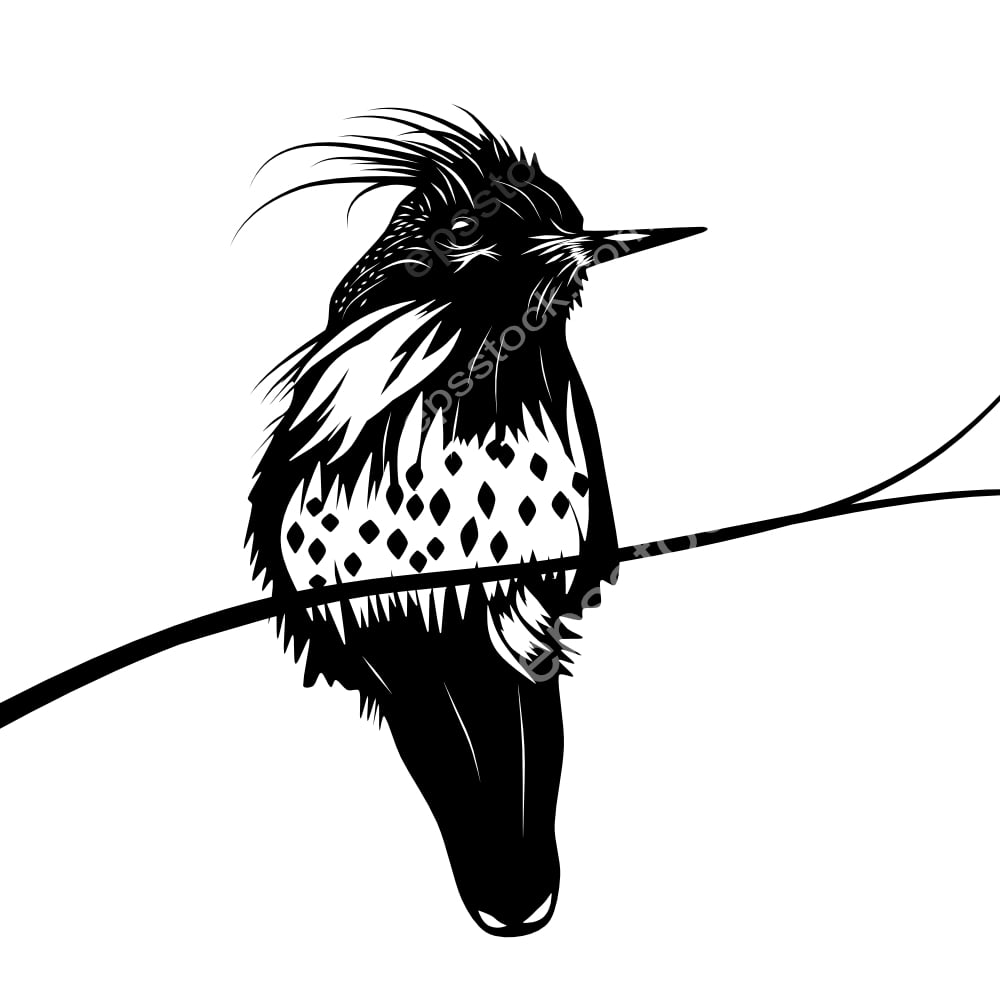 Black-crested Coquette bird