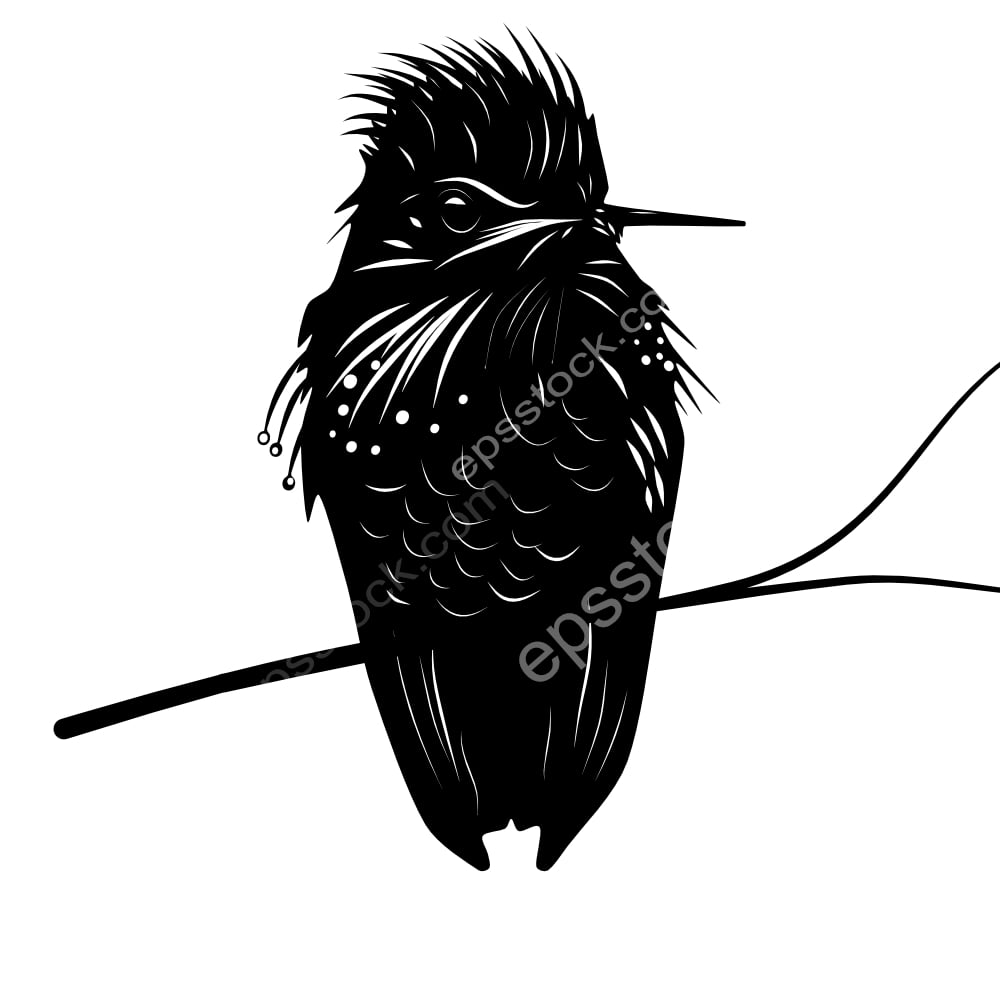 Festive Coquette bird