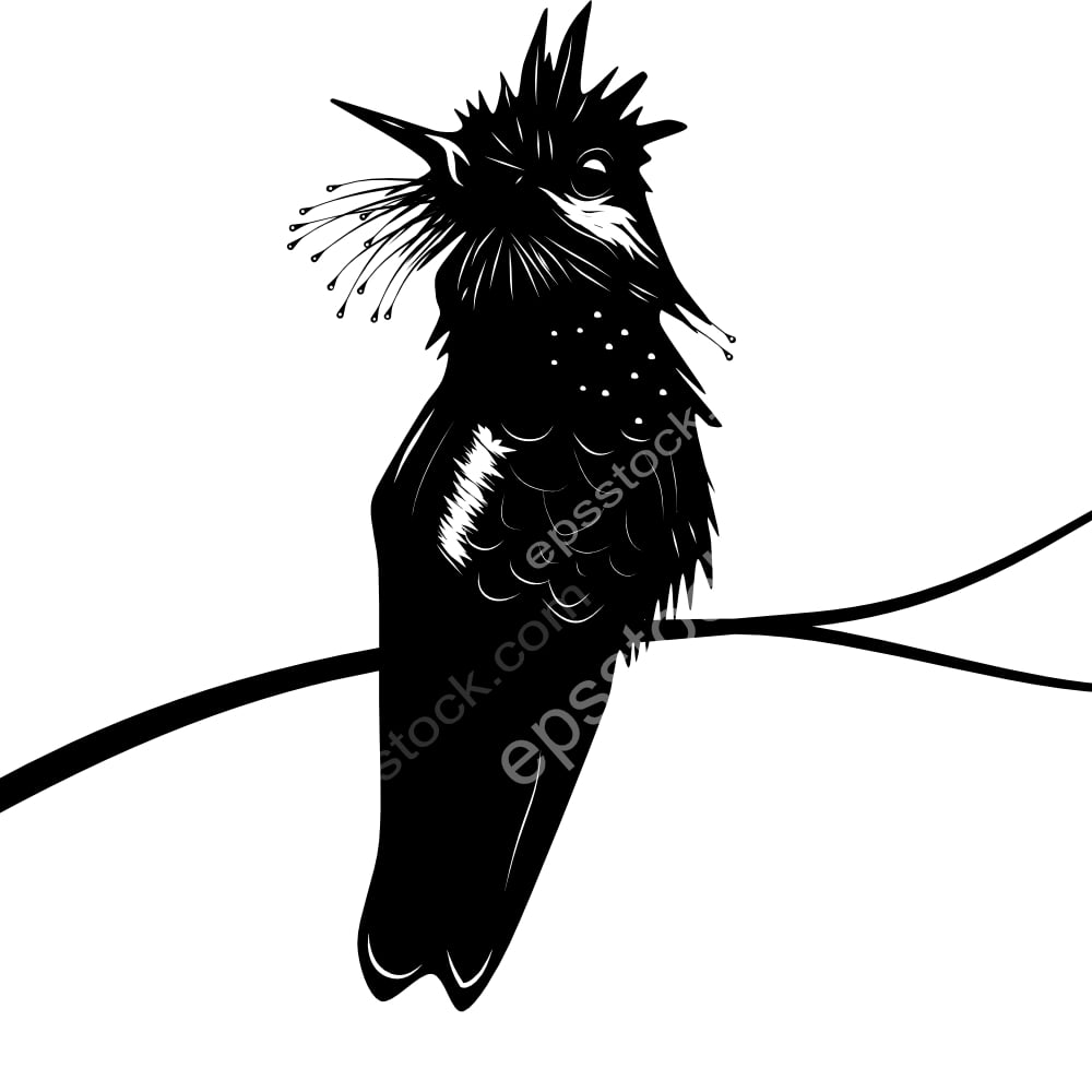 Butterfly Coquette bird