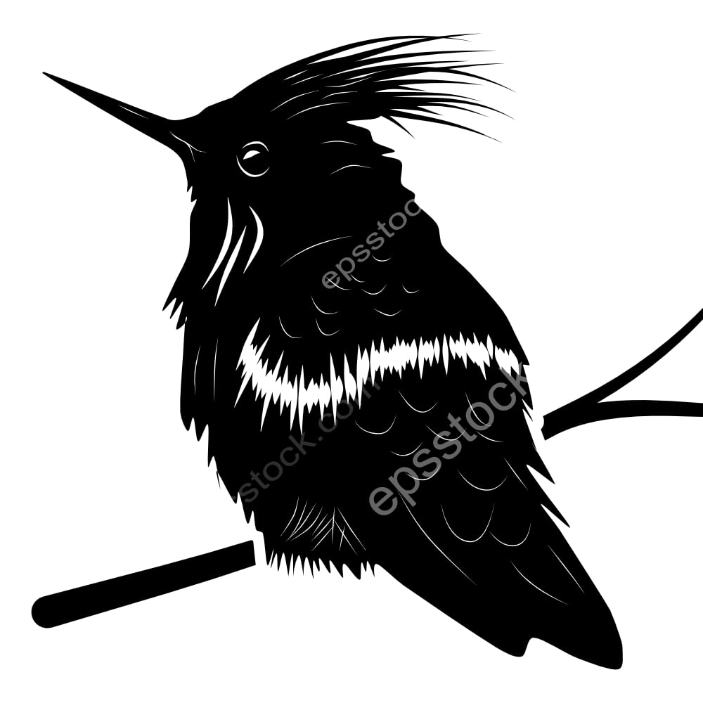 Rufous-crested Coquette bird