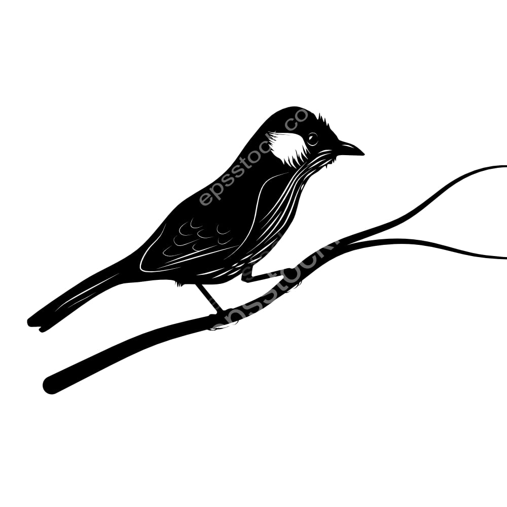 Silver-eared Mesia bird