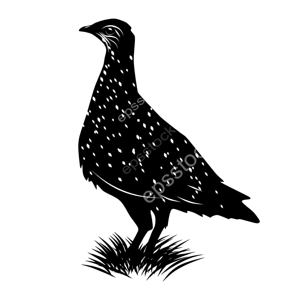 Burchells Sandgrouse bird